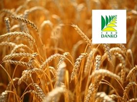 Arkadia pszenica ozima firma Danko