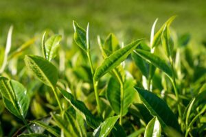  Zalety stosowania nawozów dolistnych w rolnictwie – kiedy warto je aplikować?