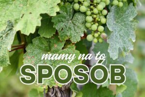  Fungicydy w ochronie roślin – czym są i kiedy należy je stosować?