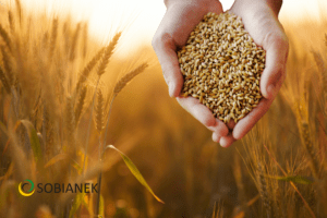  Regulatory wzrostu zbóż – jak działają i kiedy je stosować?