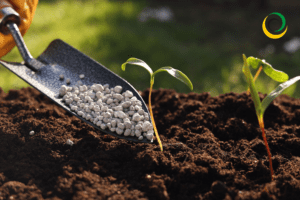 Dlaczego warto stosować nawóz wapniowy? Klucz do zdrowej i żyznej gleby