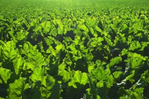  Nawożenie azotem buraka cukrowego – dawki, terminy i praktyczne wskazówki
