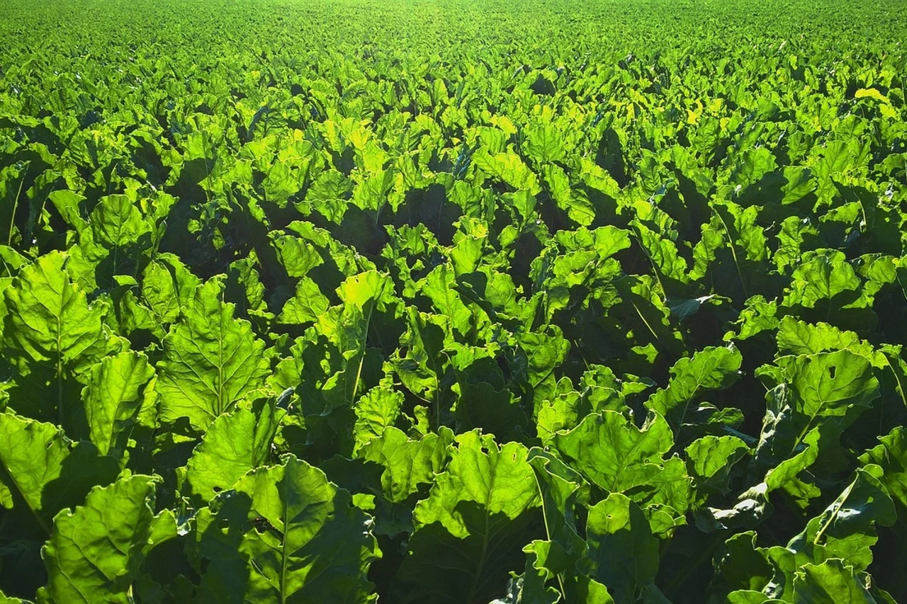 Nawożenie azotem buraka cukrowego