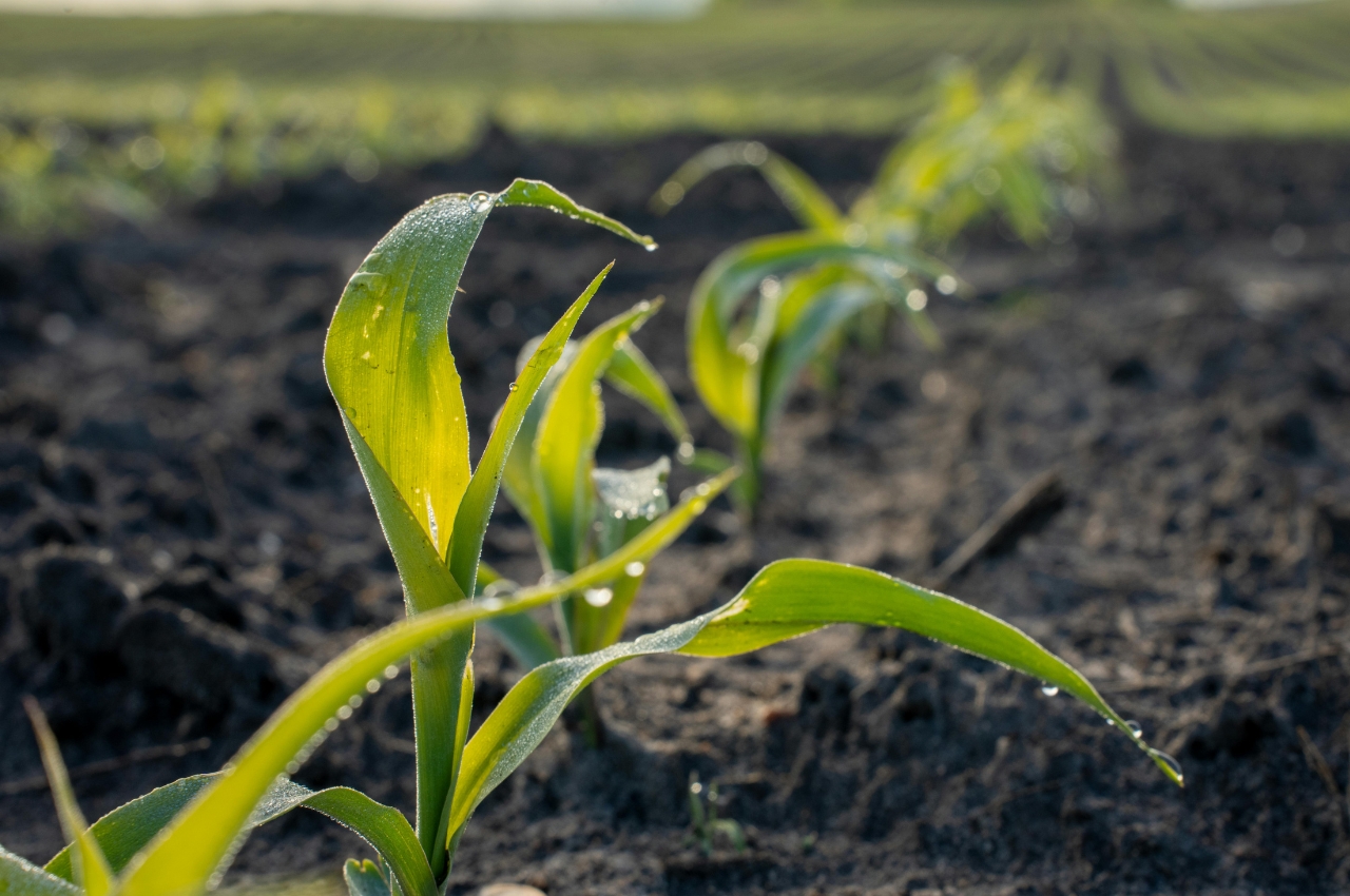 jak nawozic kukurydze