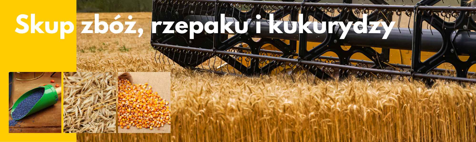skup zbóż rzepaku i kukurydzy Parczew Rudno i Podedwórze Sobianek oferta
