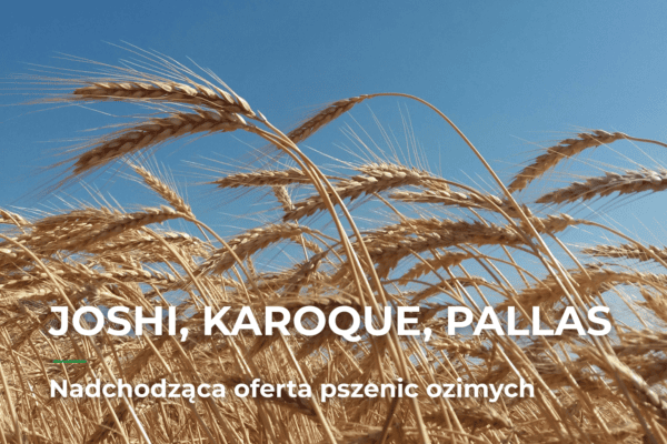 Nadchodząca oferta pszenic ozimych w Sobianek: JOSHI, KAROQUE i PALLAS